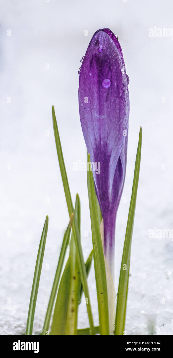 Crocus viola nella neve, partendo per scongelare, perline e le goccioline di acqua sulla petali Foto Stock