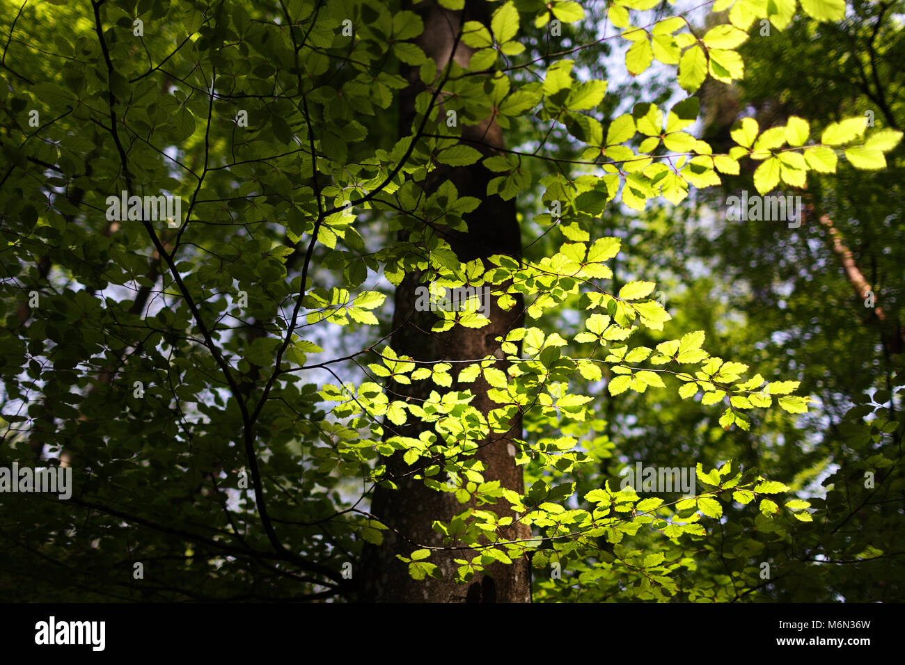 Foglie di retroilluminazione , alberi nella foresta, Ojstrica, bled, Slovenia Foto Stock