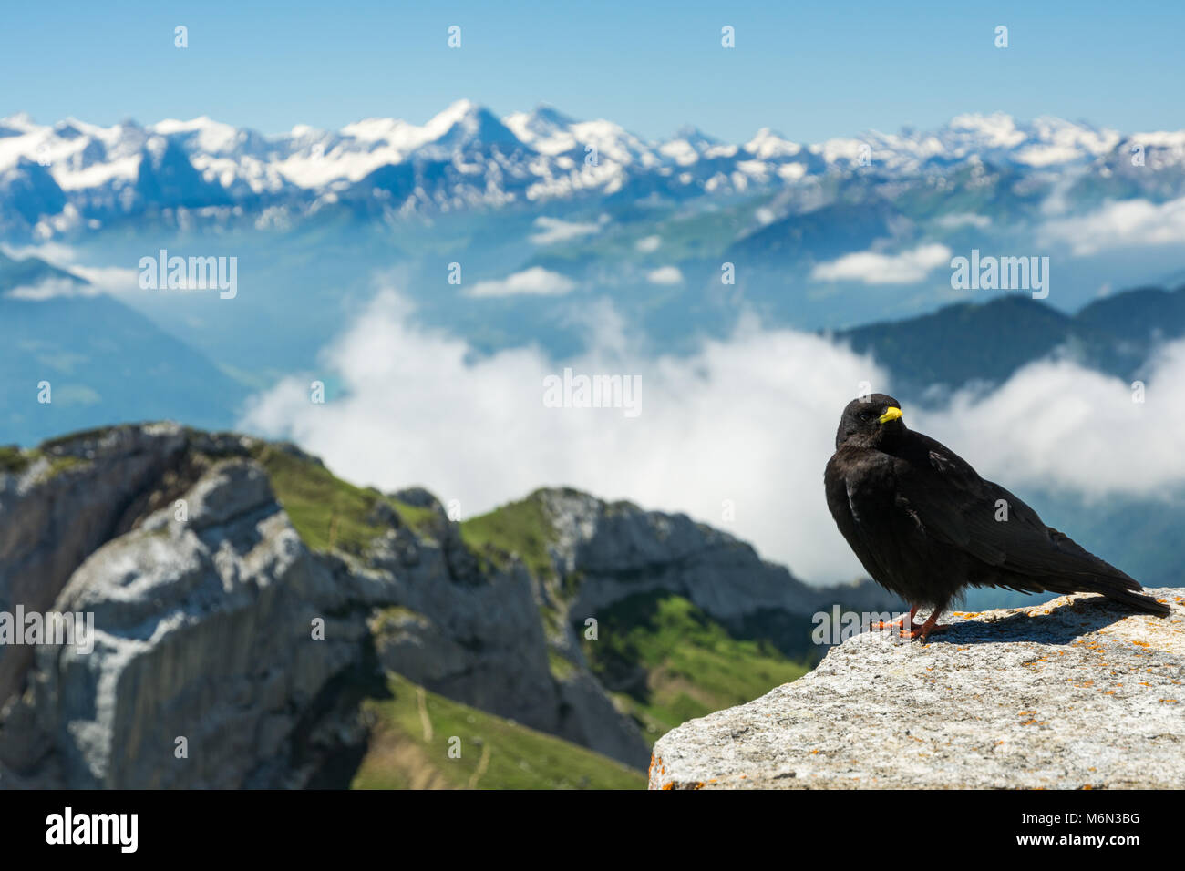 Gracchio alpino sul Pilatus, Svizzera Foto Stock