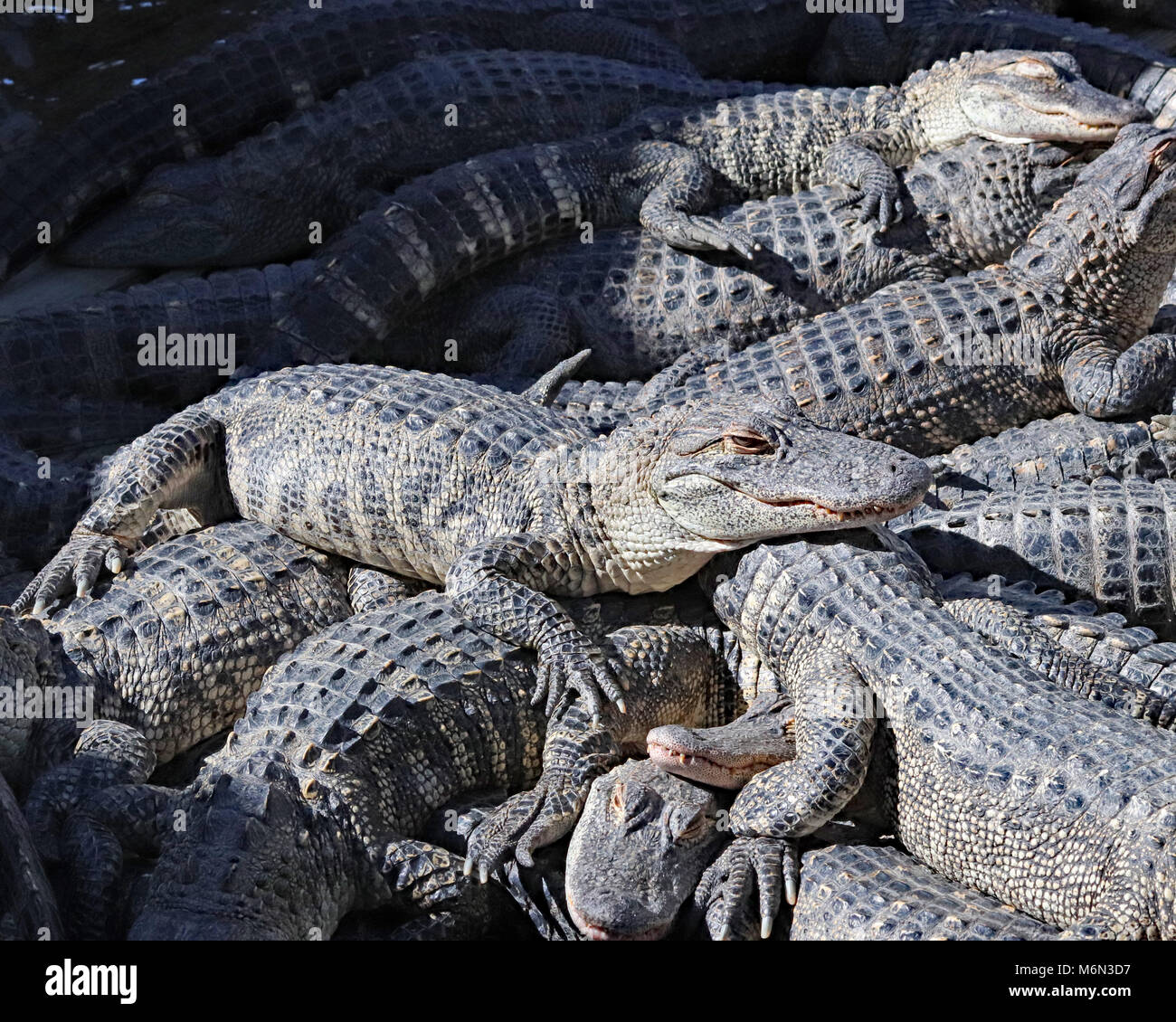 Pila di alligatori a prendere il sole a Gatorland in Florida Foto Stock