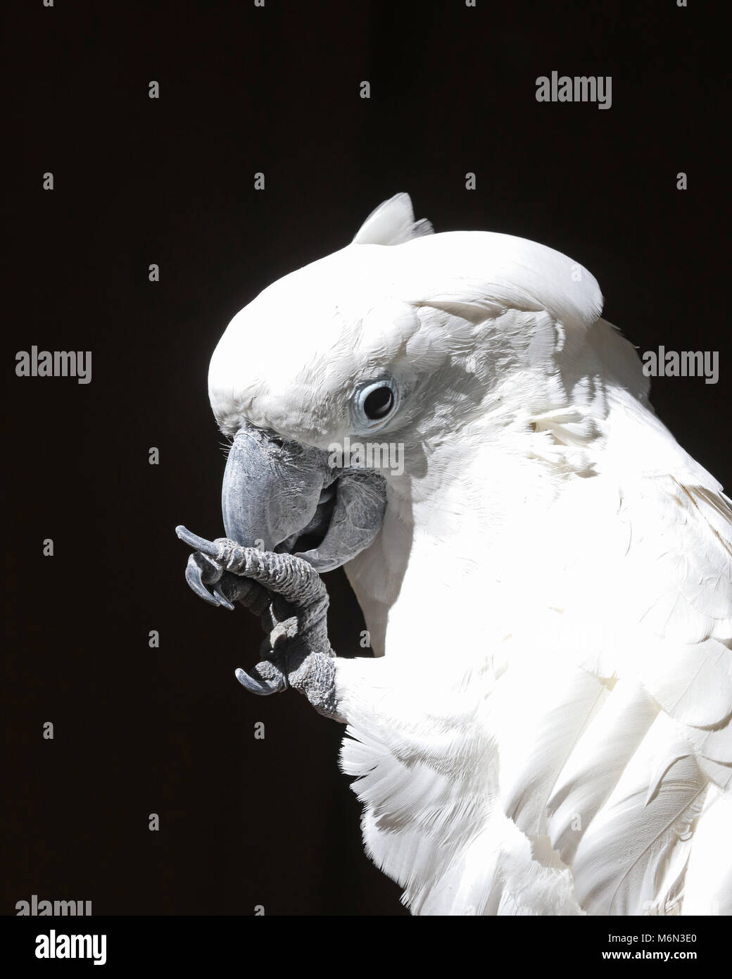 Alimentazione cacatua nero immagini e fotografie stock ad alta risoluzione - Alamy