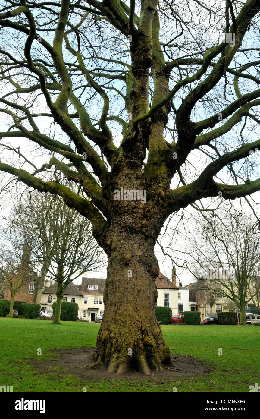 Albero di quercia Foto Stock