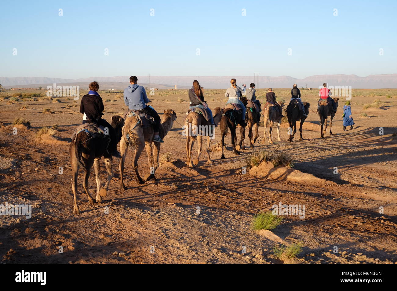 A dorso di cammello, Zagora deserto, Marocco Foto Stock