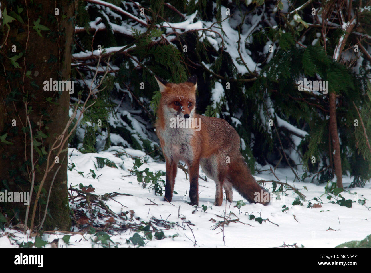 Red Fox in inverno Foto Stock