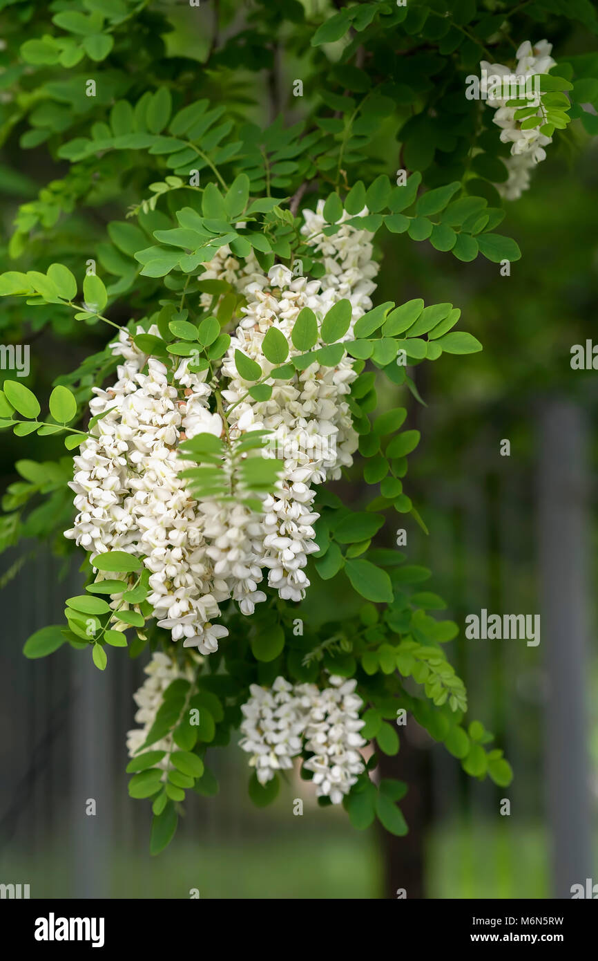 Abbondanza Di Fiori Di Robinia Pseudoacacia Robinia Robinia Fonte Di Nettare Di Gara Ma Fragrante Miele Sfondo Verticale Foto Stock Alamy