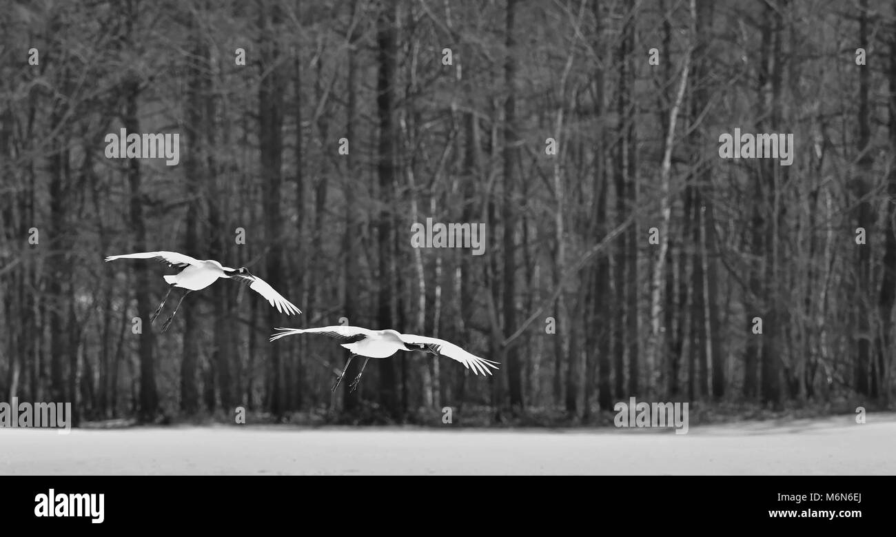 Gru giapponesi in volo nel bosco d'inverno. Il rosso-crowned crane (Sceincific nome: Grus japonensis), chiamato anche il Giapponese gru o Manchurian cra Foto Stock