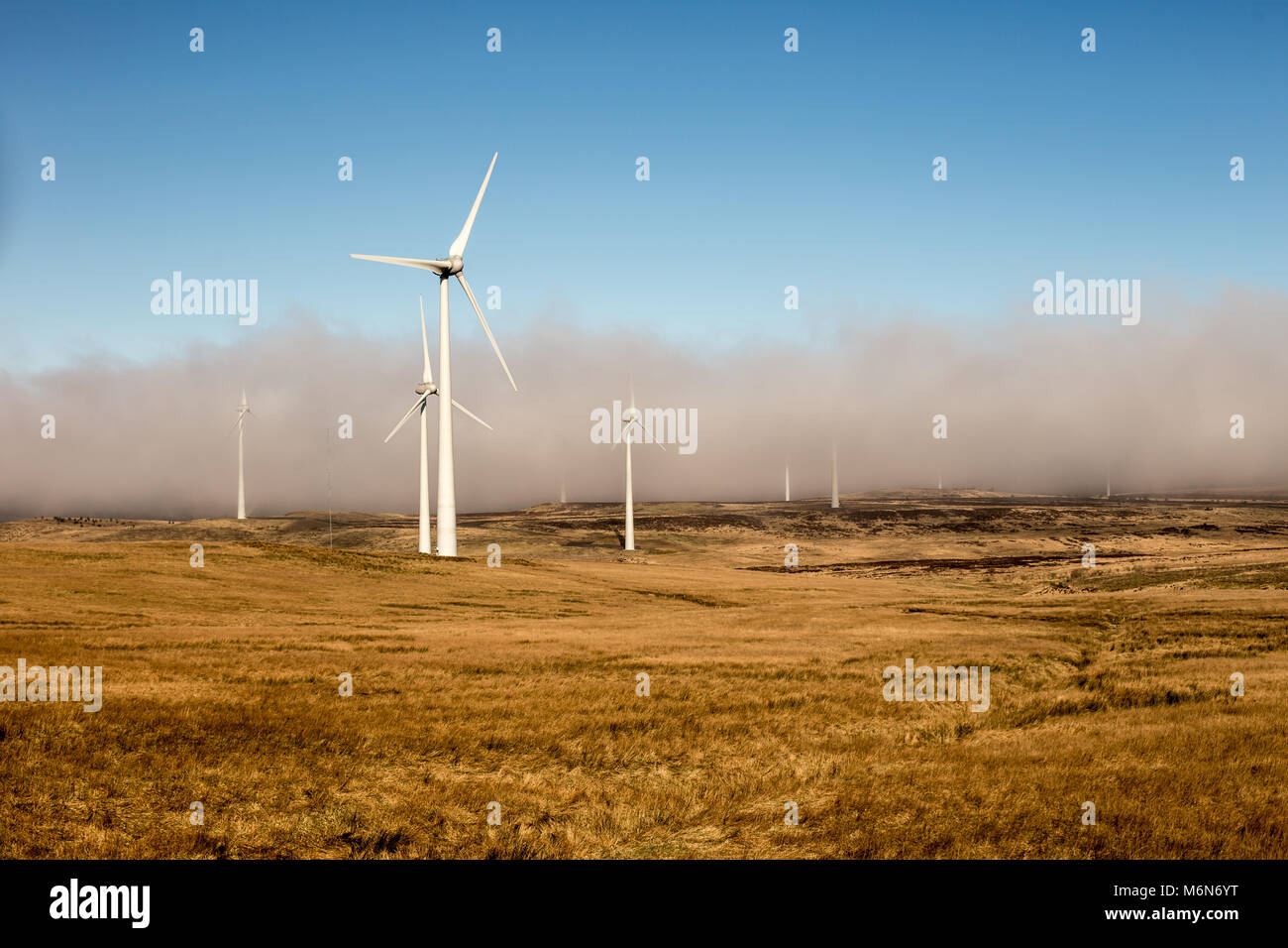 Paesaggio con generatori di vento su un giallo campo di erba in parte coperti dalla nebbia bassa sul terreno, effetto molto interessante, con il blu del cielo Foto Stock