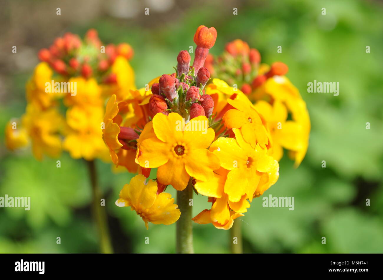 Macro shot nei giardini, Lane County, Oregon Foto Stock