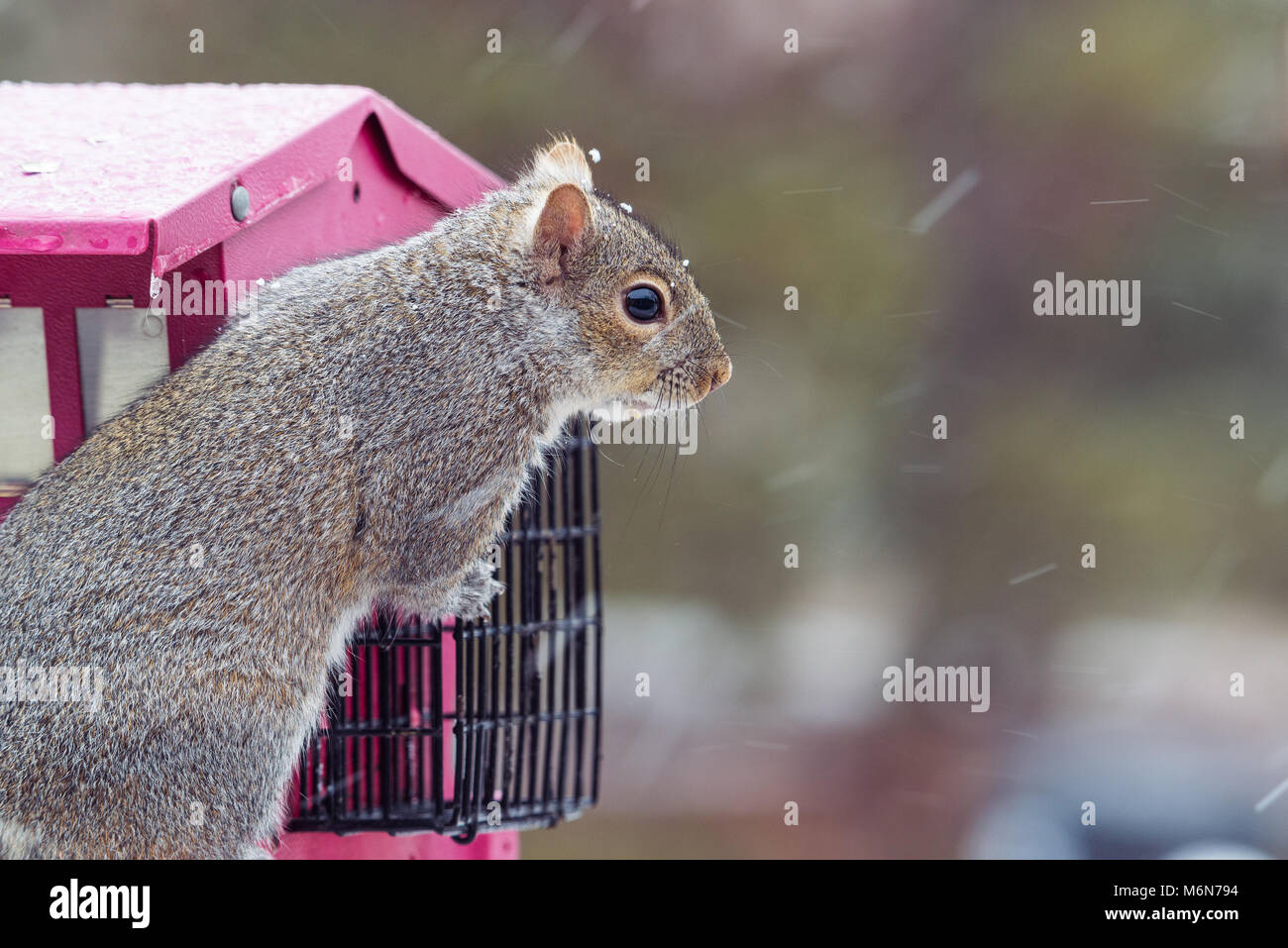 Carino chubby scoiattolo grigio, isolato immagine orizzontale in Minnesota e tempesta di neve su un uccello alimentatore. Messa a fuoco selettiva Foto Stock