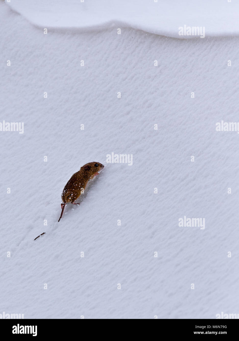 Un piccolo campo di mouse tenta di eseguire e salire una ripida bianco puro snow drift. Foto Stock