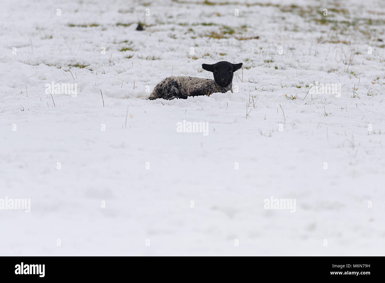 Un piccolo nero fronte abbacchio stabilisce in una coperta di neve campo. Foto Stock