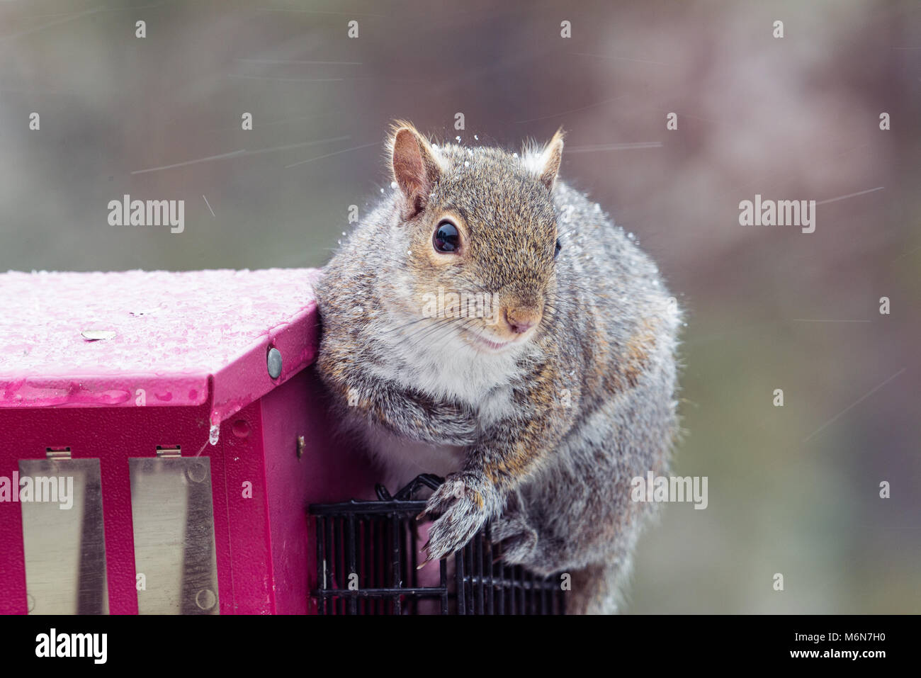 Carino chubby scoiattolo grigio, isolato immagine orizzontale in Minnesota e tempesta di neve su un uccello alimentatore. Messa a fuoco selettiva Foto Stock
