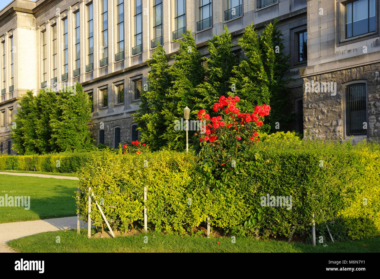 Parc du Cinquantenaire, il Museo Reale, Rose bush, hedge-fila, Bruxelles, Belgio Foto Stock