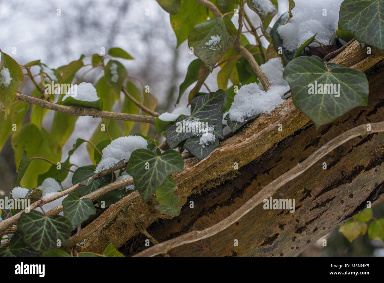 Snowy scene in un freddo giorno di inverni Foto Stock