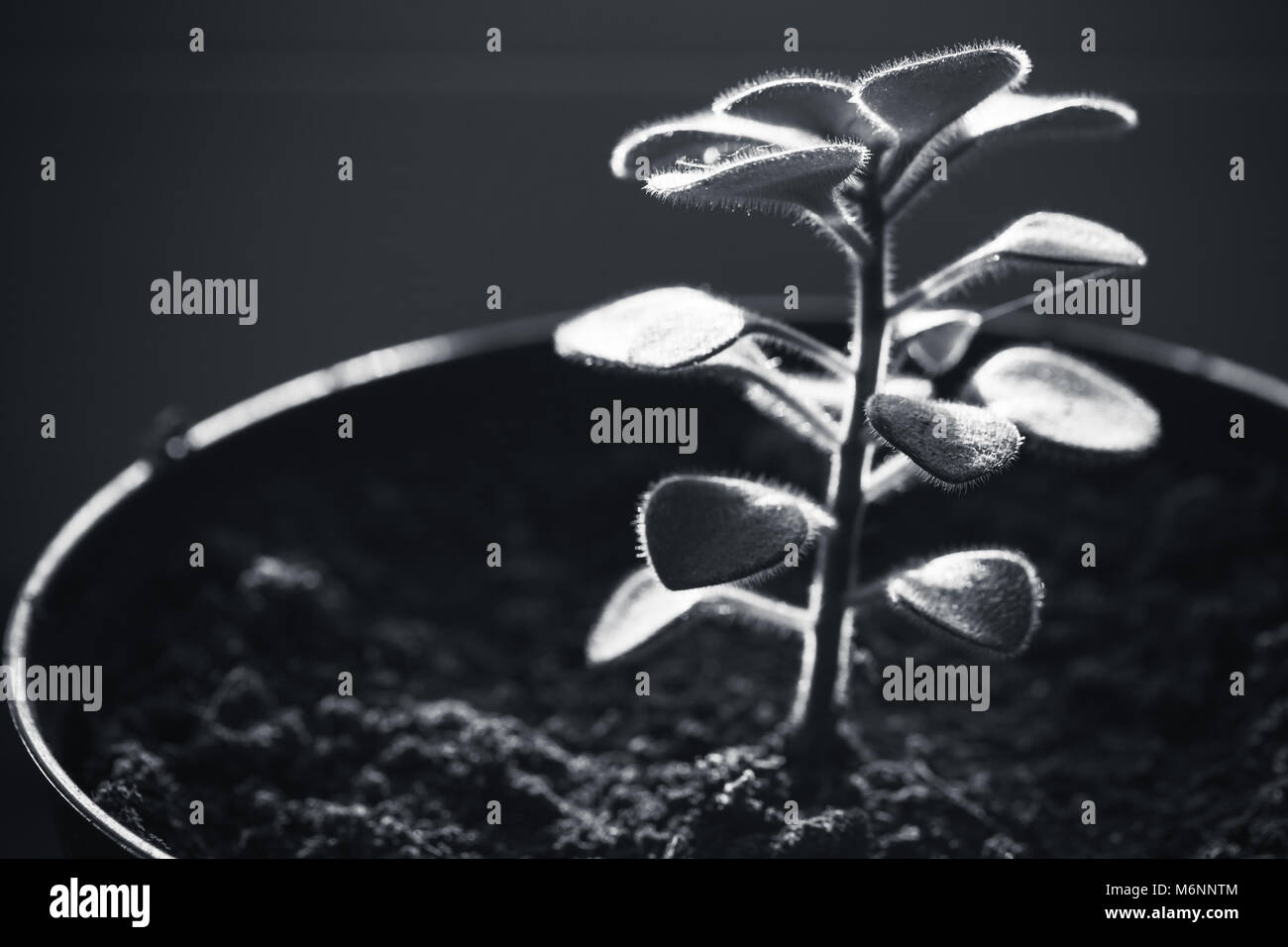 Giovane germoglio di piante in vaso, monocromatico foto macro con il fuoco selettivo Foto Stock