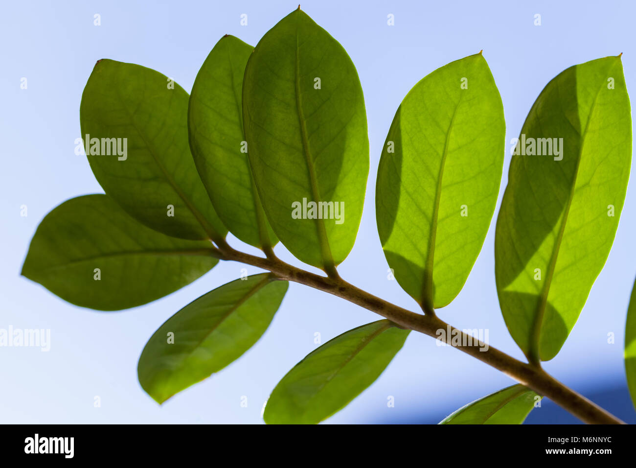 Pianta tropicale foglia verde foto macro con messa a fuoco selettiva. Zamioculcas Foto Stock