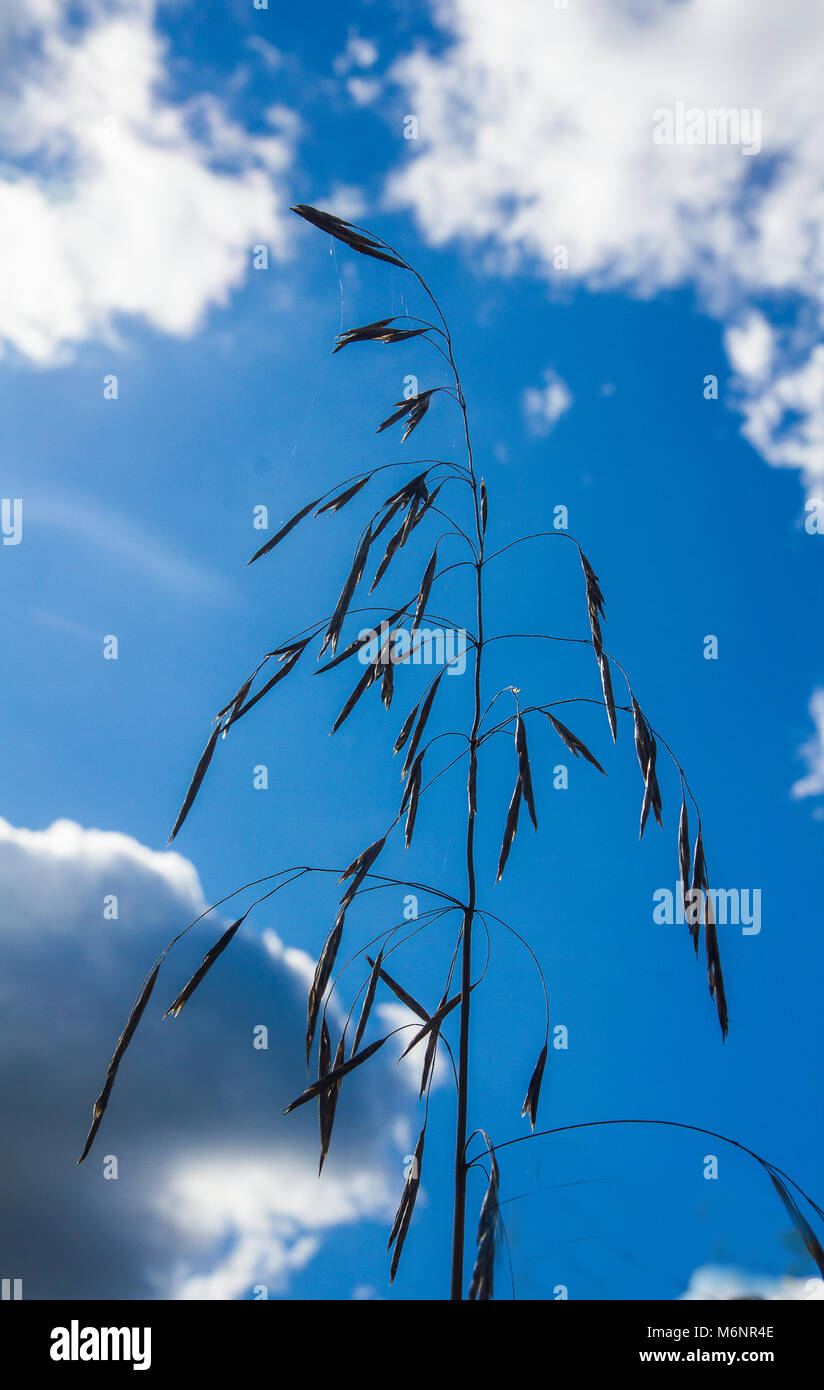 Un gambo di erba di campo con semi contro un cielo blu nubi Foto Stock