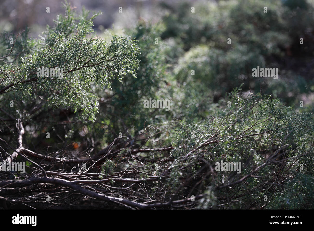 Green pungenti bush in un croccante di inverno mattina. Foto Stock