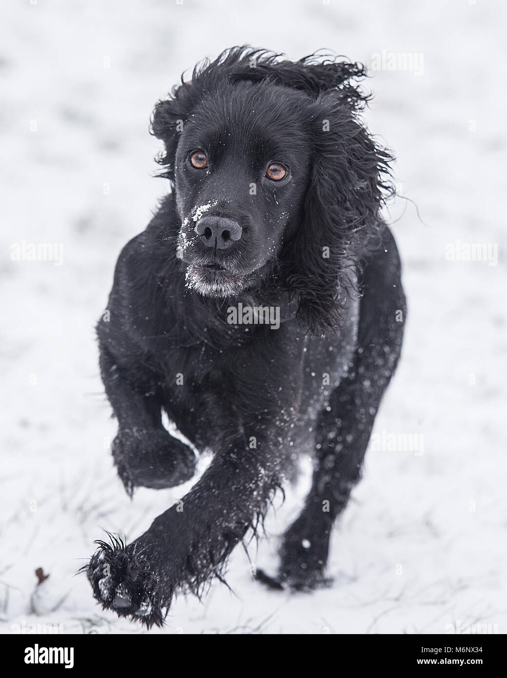 Nero cocker spaniel cane che corre nella neve Foto Stock