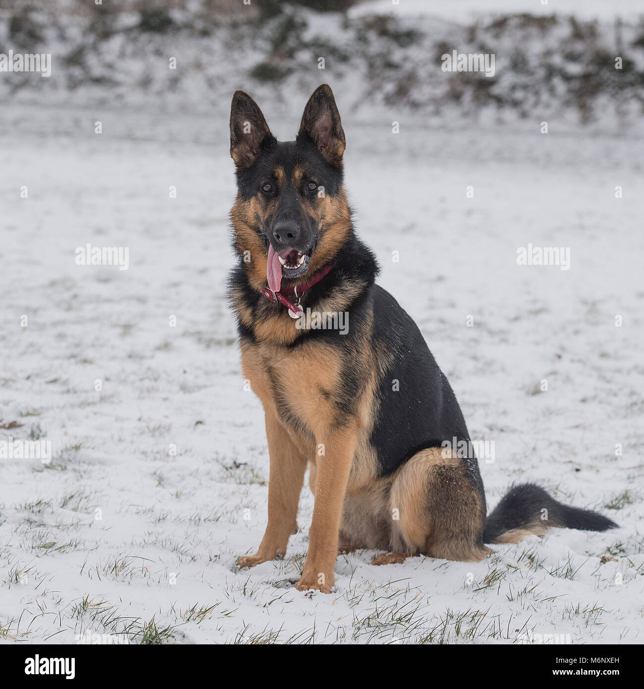 Pastore Tedesco cane nella neve Foto Stock