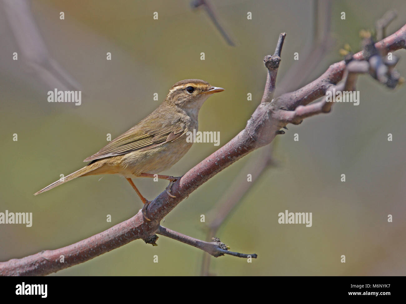 Radde il trillo (Phylloscopus schwarzi) adulto arroccato su ramoscello Hebei, la Cina può Foto Stock