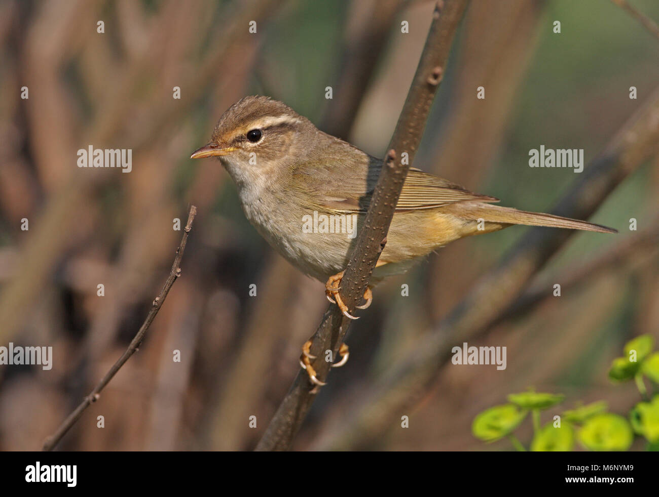 Adulto arroccato su ramoscello Hebei, Cina Maggio 2011 Foto Stock