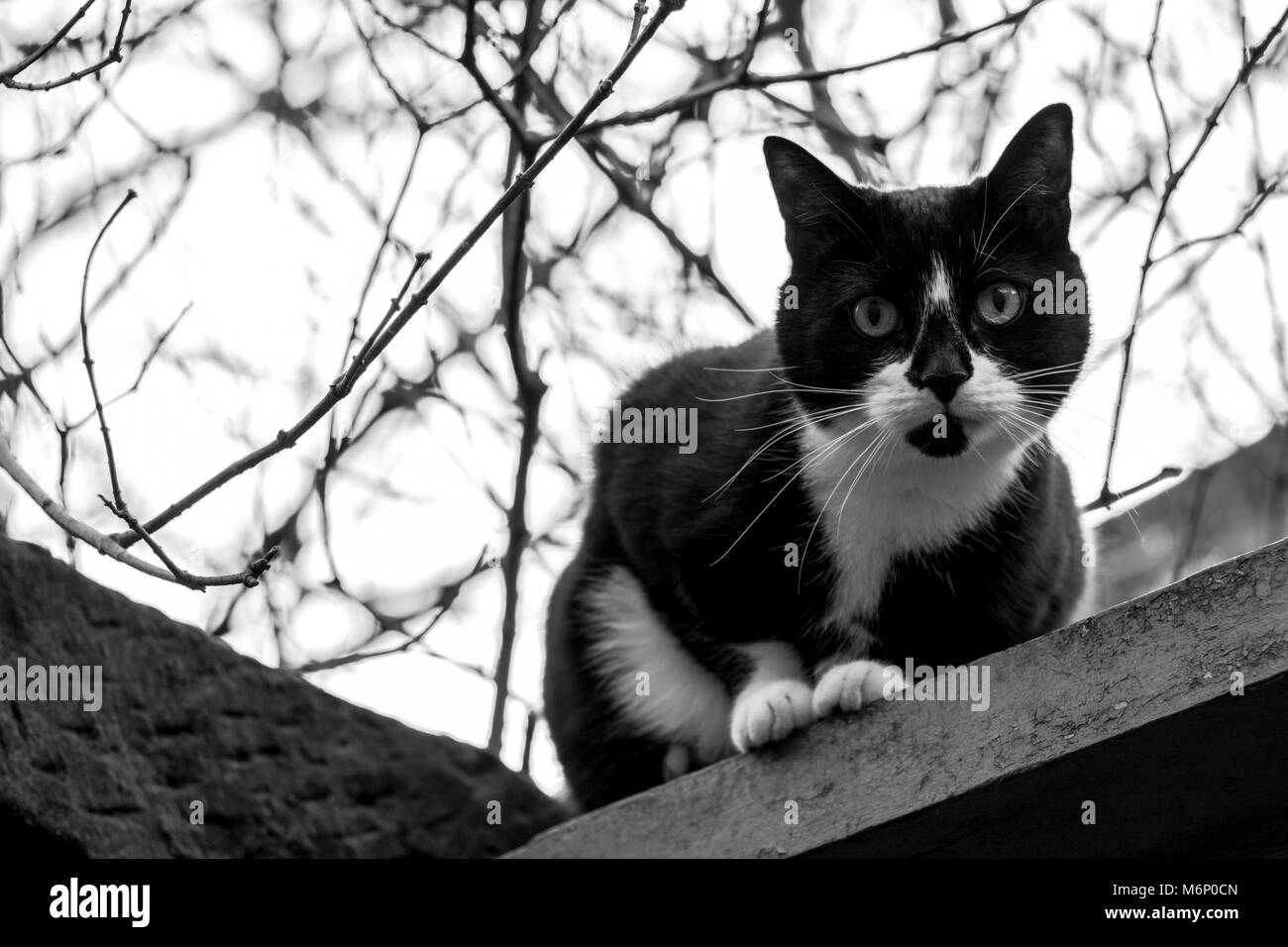 Gatto sul tetto Foto Stock