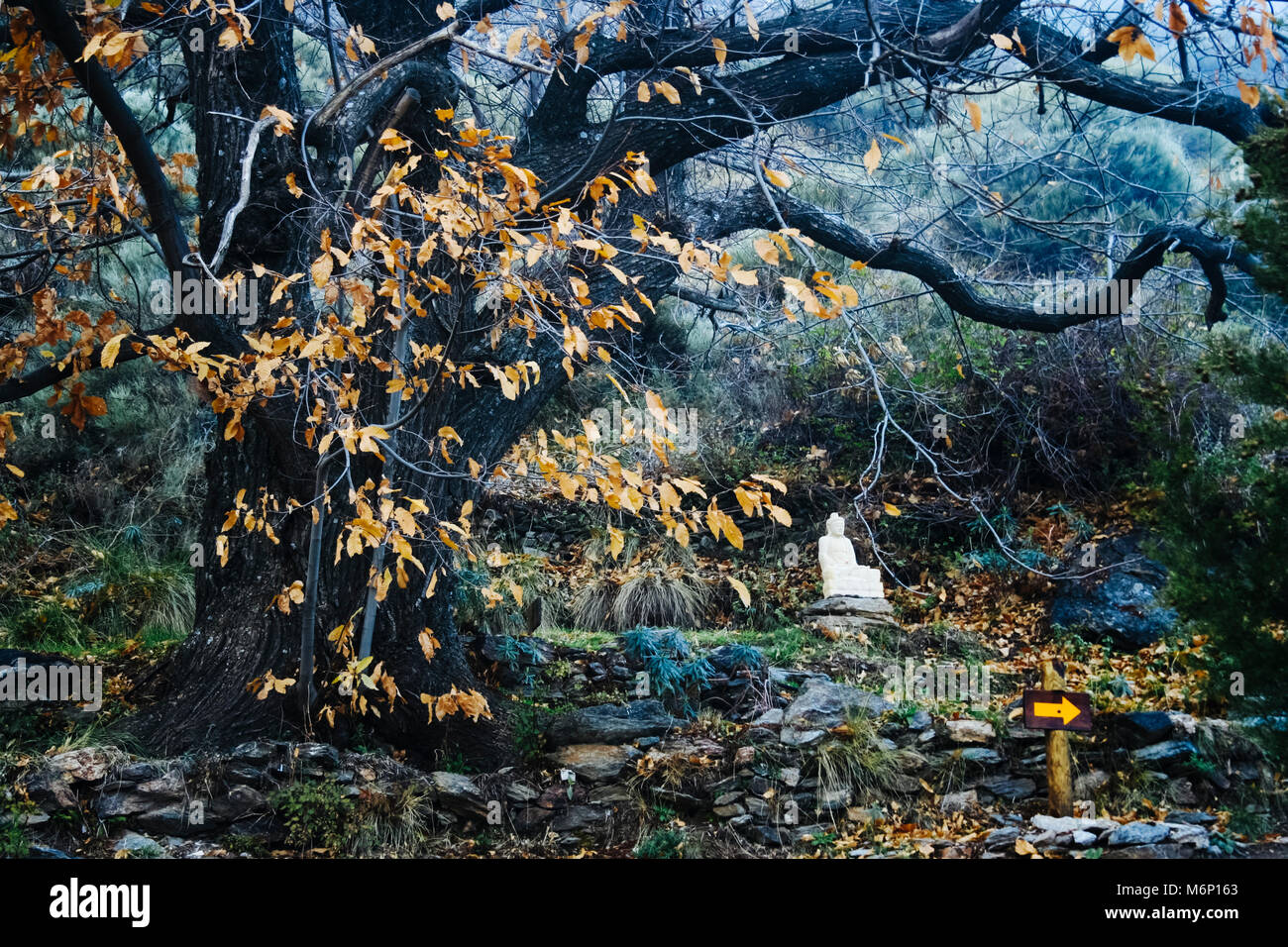 Las Alpujarras Sierra Nevada, provincia di Granada, Andalusia, Spagna : un siiting statua del Buddha sotto un grande albero pieno di autunnale di foglie di colore giallastro in Foto Stock