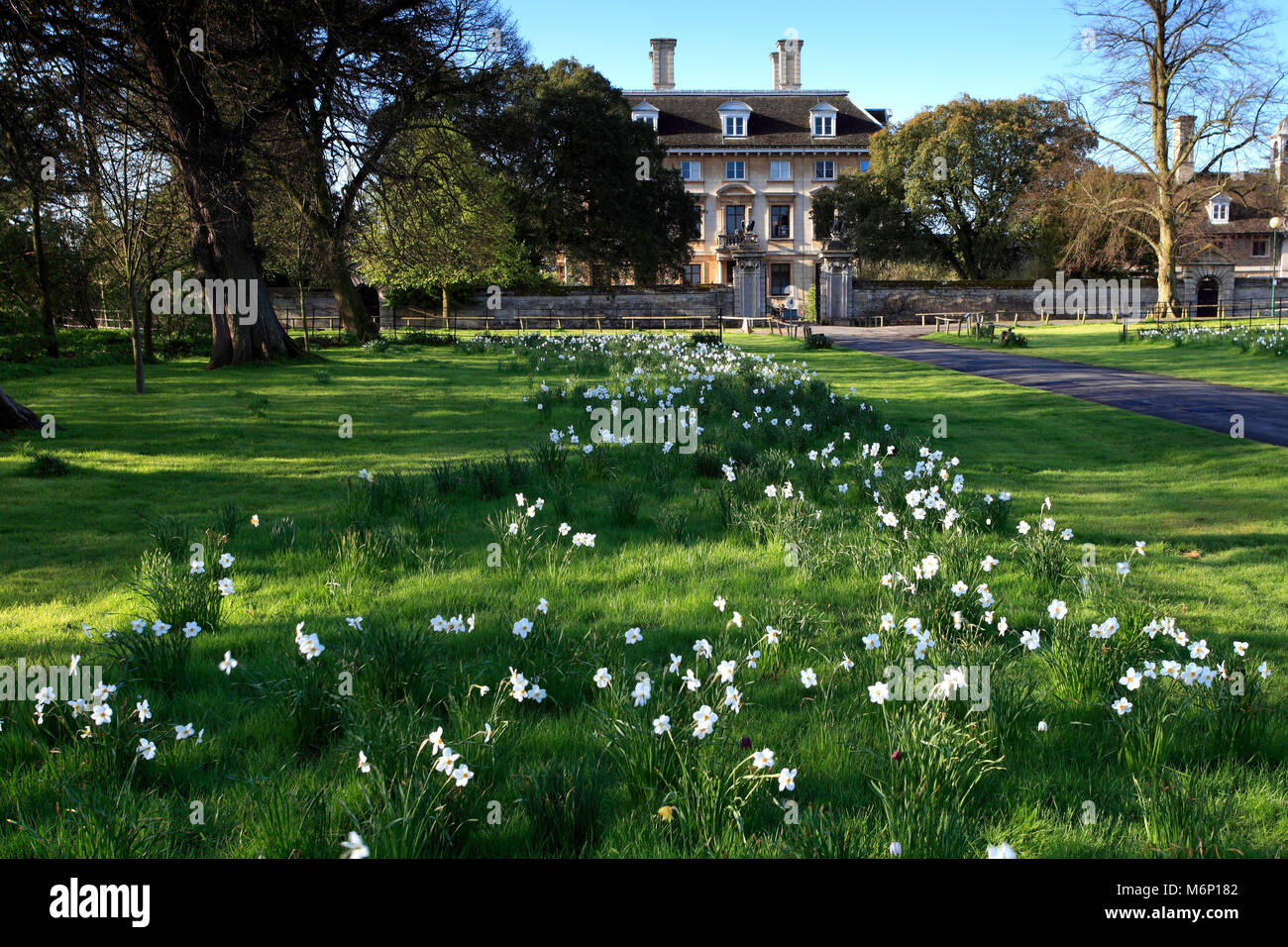 La molla narcisi, Thorpe Hall ospizio, Peterborough, CAMBRIDGESHIRE; l'Inghilterra, Regno Unito Foto Stock