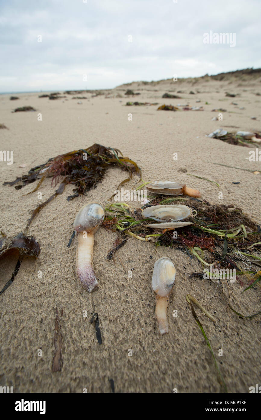 Morti e morenti lontra comune clam che sono state lavate a terra dopo il gelo di marzo 1-4 2018. Shell Bay, Studland Dorset Regno Unito il 5 marzo 2018. Foto Stock