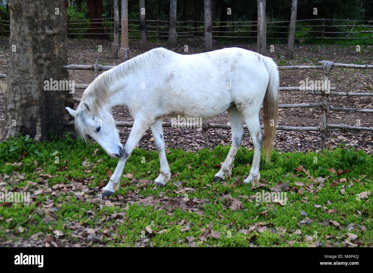 Bella, White Horse Foto Stock