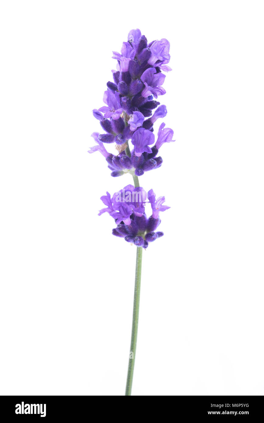 Fiori di lavanda isolato su bianco Foto Stock