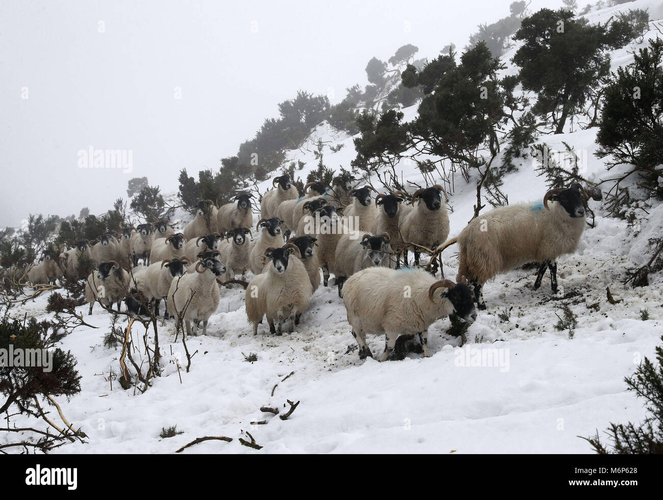 Pecore passano attraverso la neve sulla Craigannet fattoria nel Carron Valley vicino a Stirling, a seguito del recente maltempo. Foto Stock