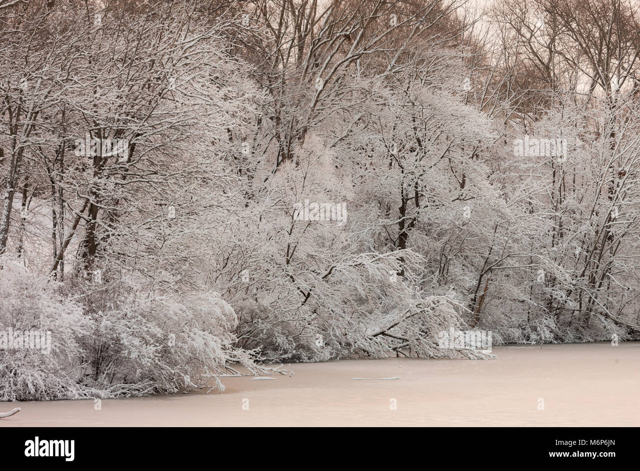 Pinafore Parco di San Tommaso, il Canada è tappezzate in neve fresca dopo un ritardo di tempesta di neve copriva la regione con più di 25cm di neve. Foto Stock