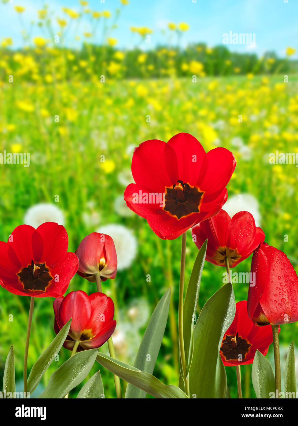 Tulipani rossi sul prato in primavera. Foto Stock