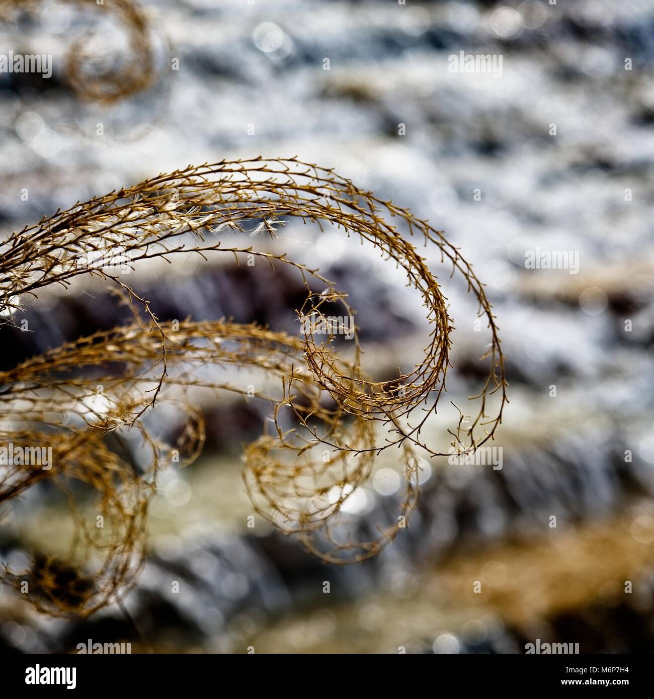 Impianto essiccato di fronte al Moving Water at the Water Way a The Woodland, Texas, USA Foto Stock