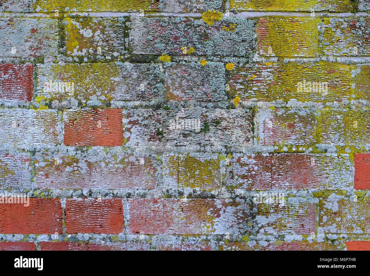 Estremamente umidi parete esterna, Norfolk, Inghilterra Foto Stock