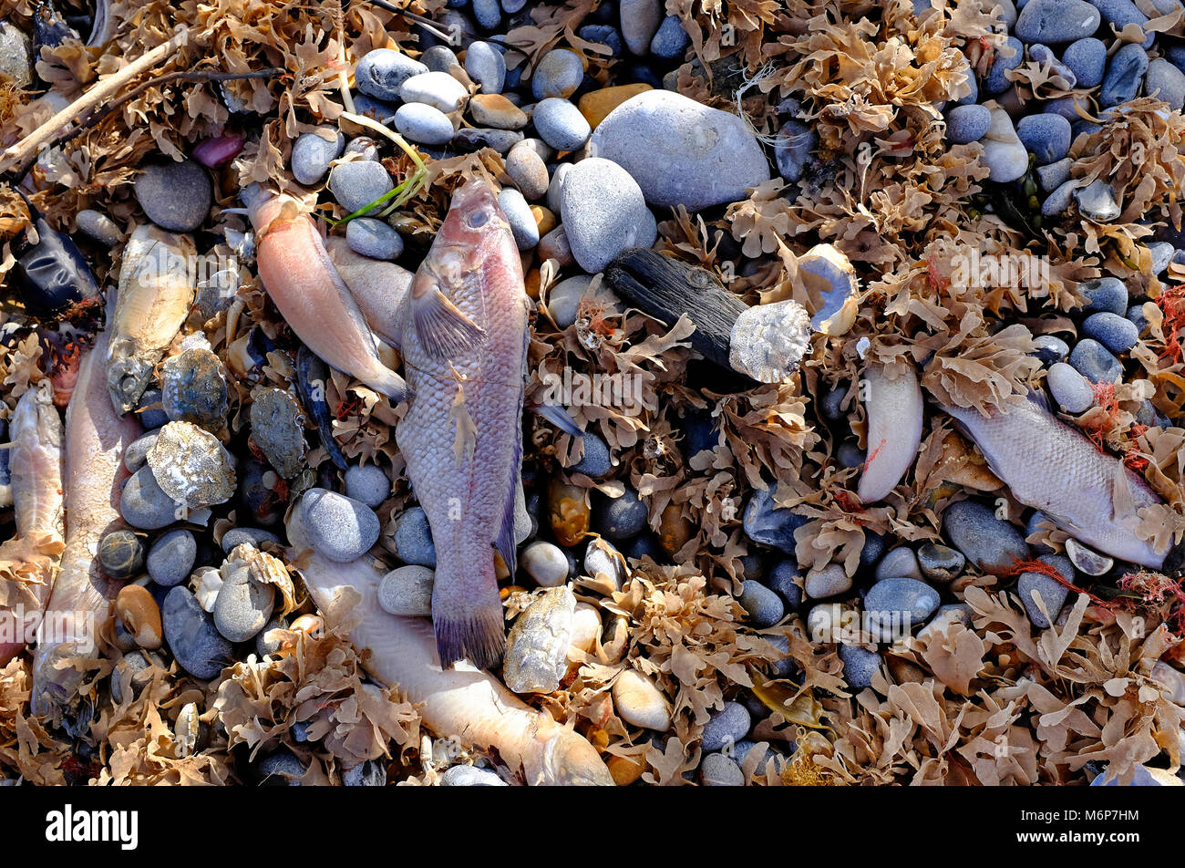 Centinaia di pesci morti lavato fino a Sheringham Beach, a nord di Norfolk, Inghilterra Foto Stock