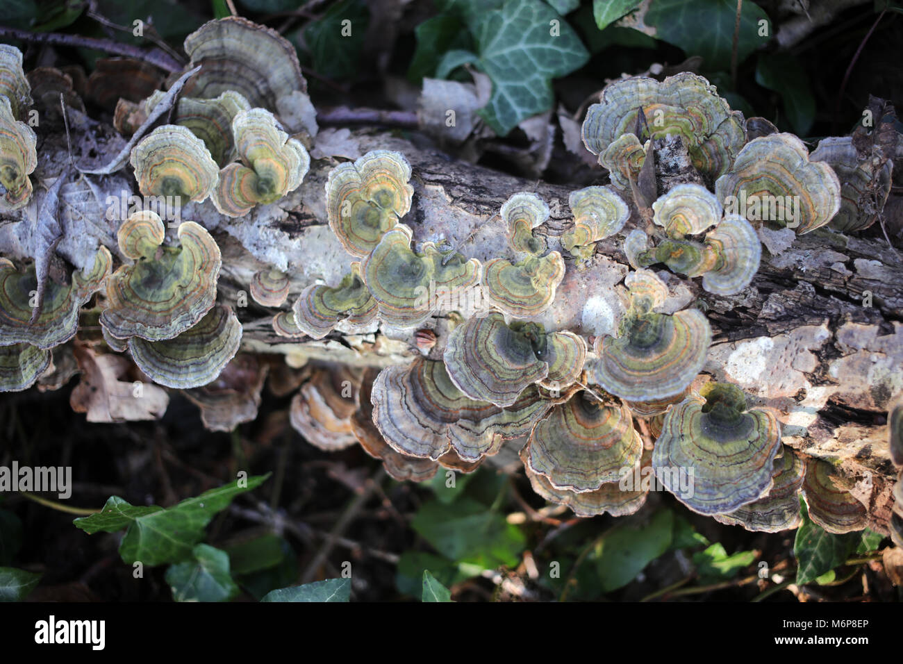 Trametes versicolor - Turchia - coda basidiomiceti - Polyporales - Polyporaceae - Trametes Foto Stock