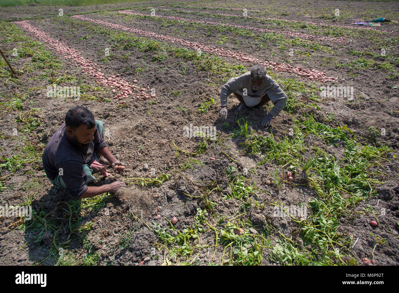 La raccolta delle patate in campi. Foto Stock