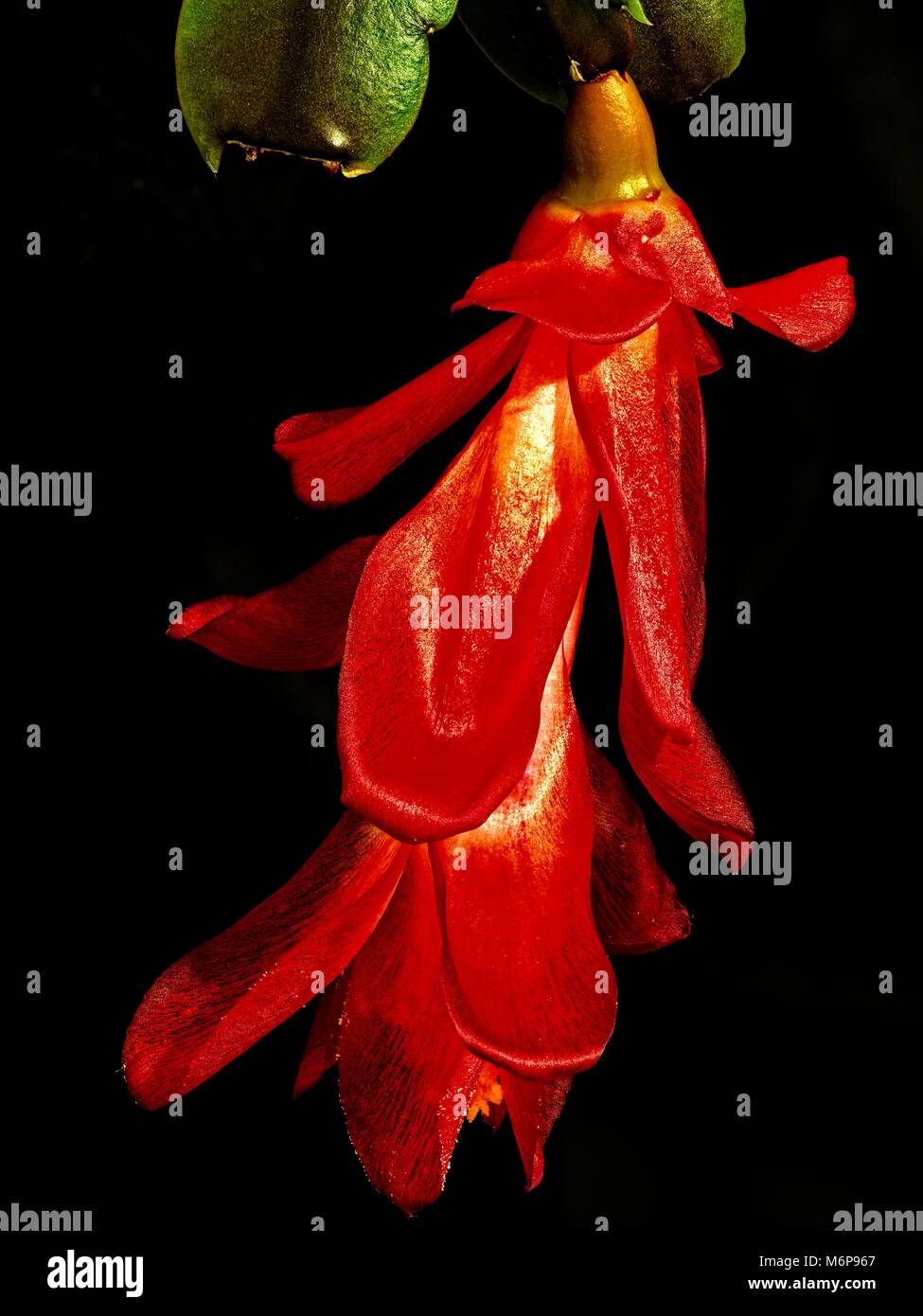 Fiore di Cactus rosso di Natale con impilamento di circa 25 immagini. Foto Stock