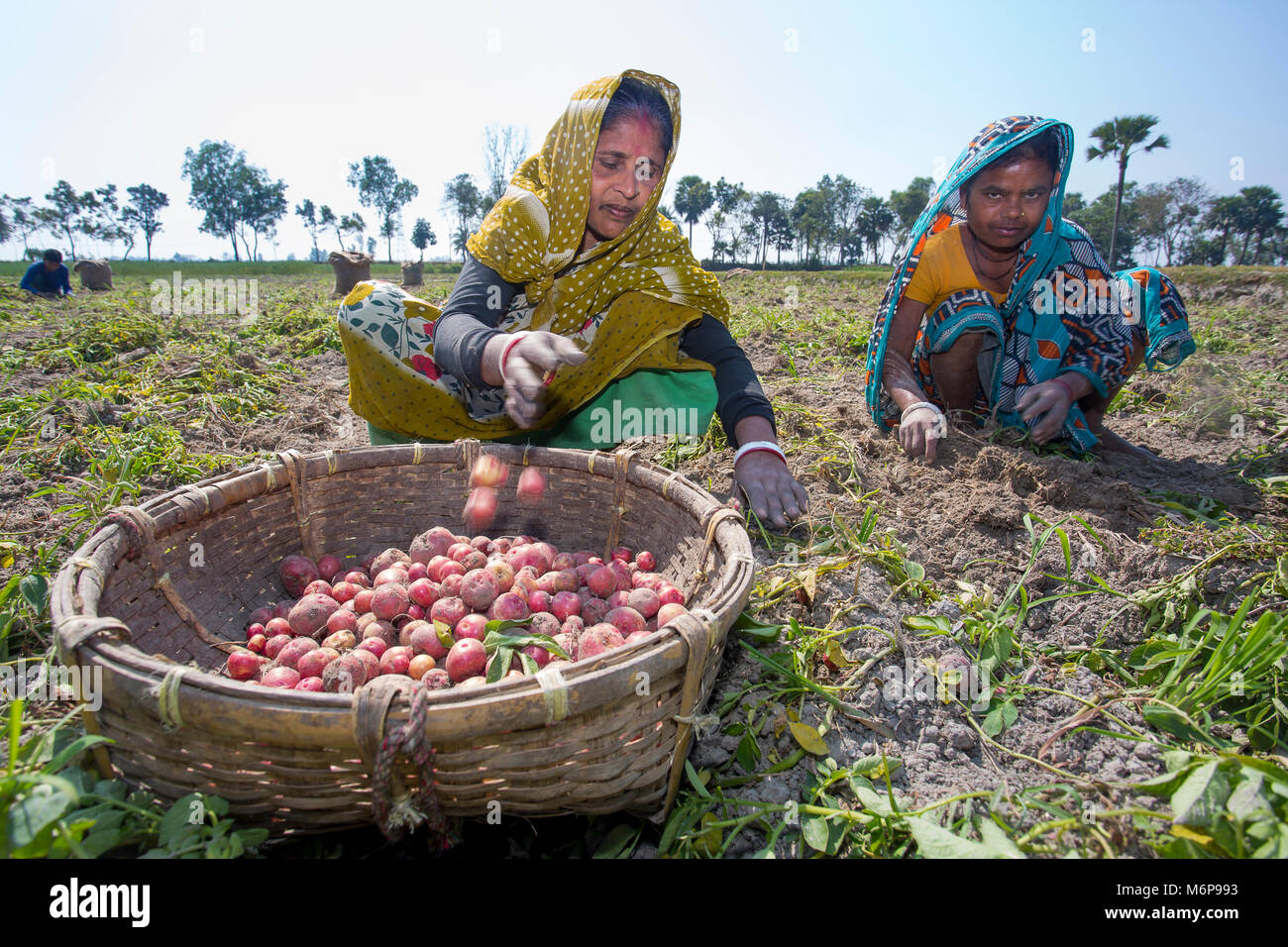 Donna fatiche sono la raccolta di patate a Bogra distretto, Bangladesh. Foto Stock