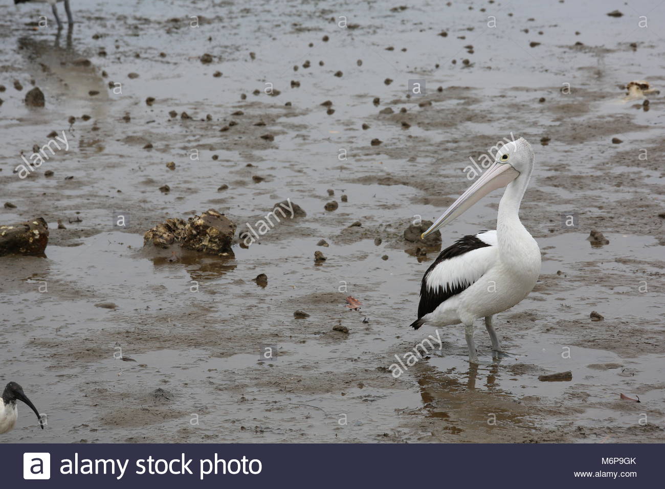 Con la bassa marea un pellicano passeggiate il mucky shore in cerca di cibo. Credito: reallifephotos/Alamy Foto Stock