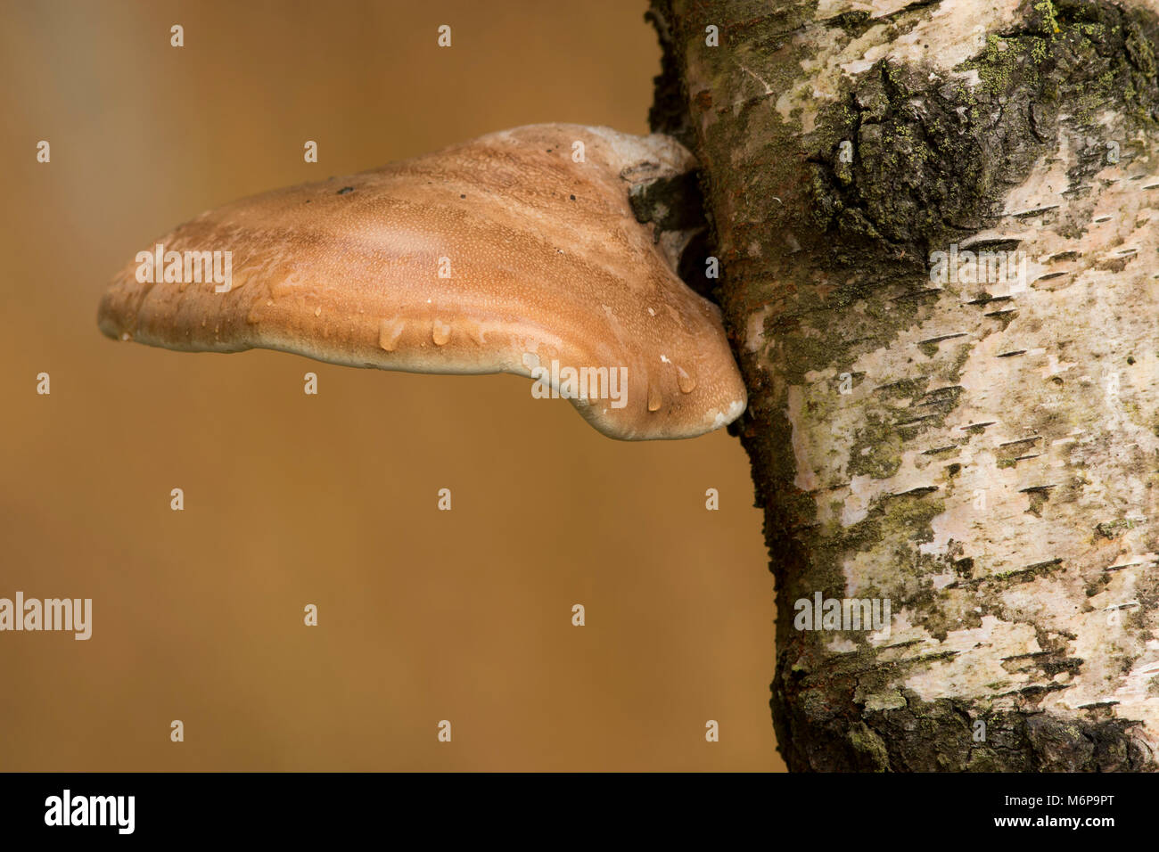 Birch Polypore (Fomitopsis betulina) funghi che crescono sul tronco di un albero di betulla. Tipperary, Irlanda Foto Stock