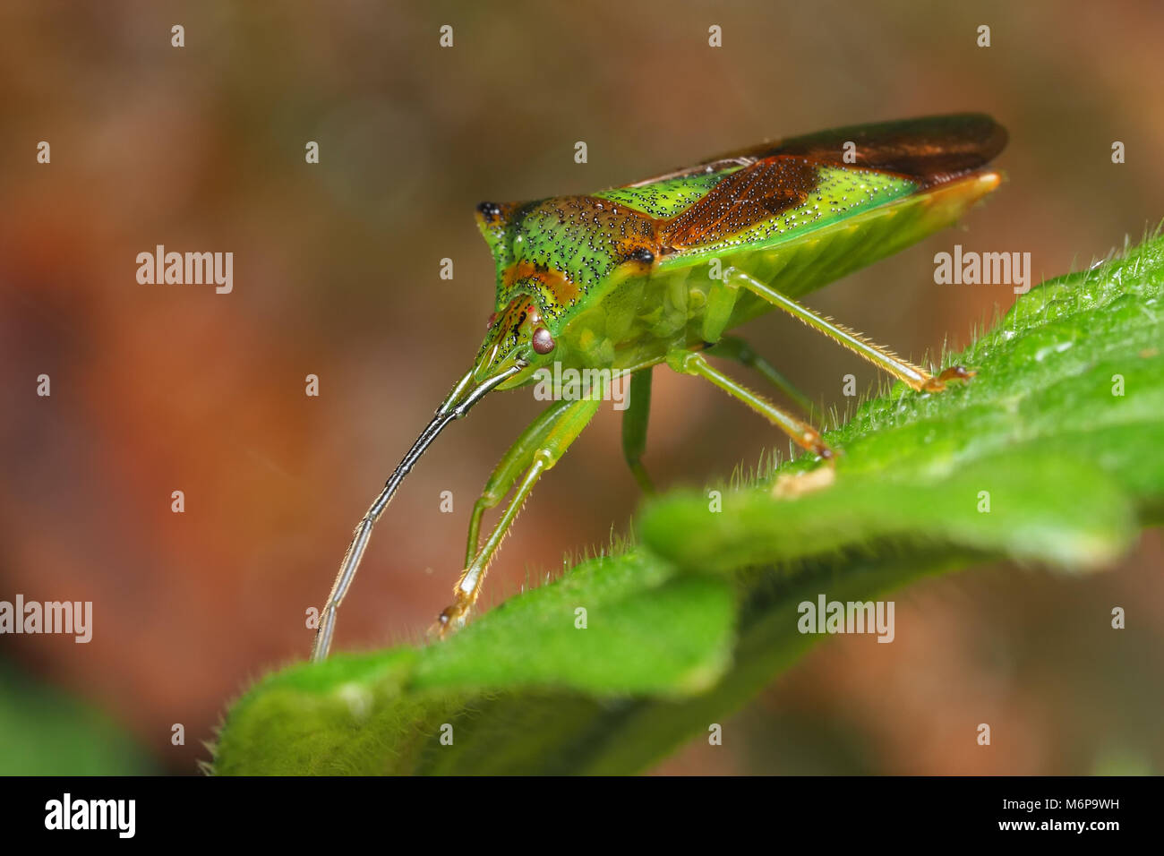 Biancospino Shieldbug (Acanthosoma haemorrhoidale) in appoggio sulla lamina. Tipperary, Irlanda Foto Stock