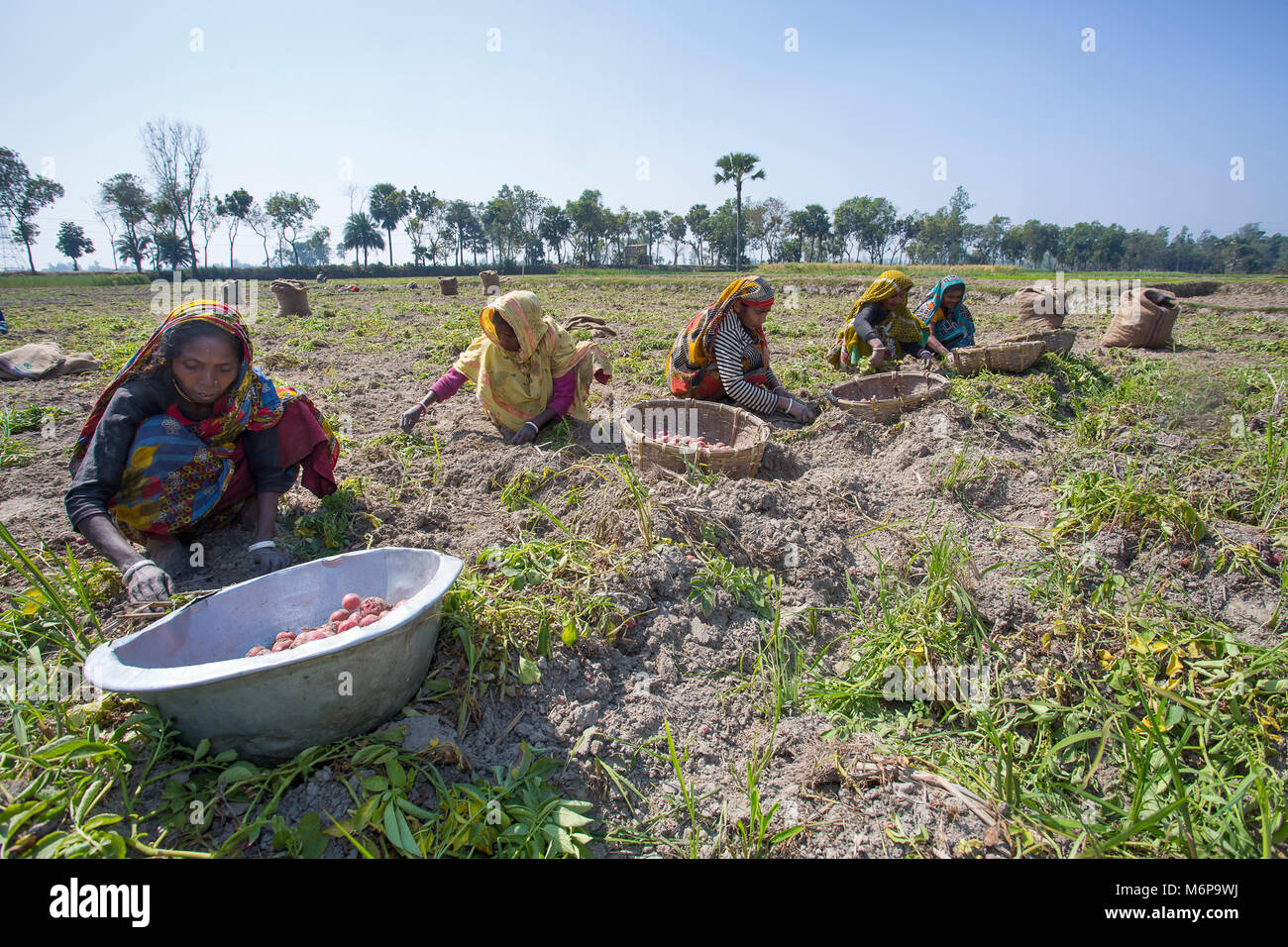 Donna fatiche sono la raccolta di patate a Bogra distretto, Bangladesh. Foto Stock