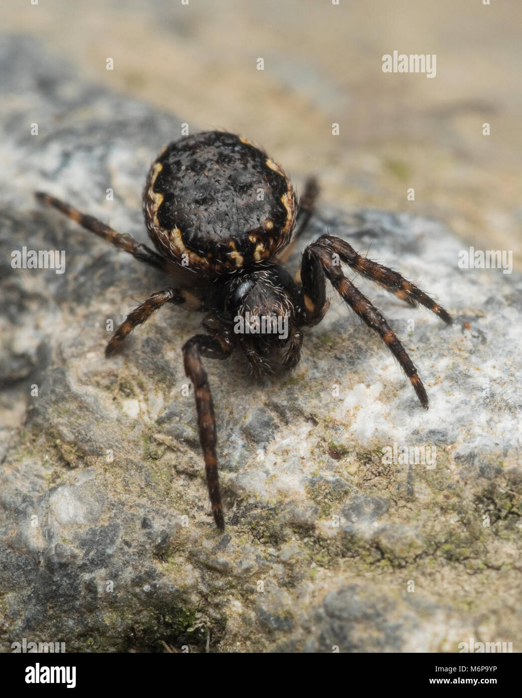 Noce Orb Weaver spider (Nuctenea umbratica) appoggiato su una pietra. Tipperary, Irlanda Foto Stock