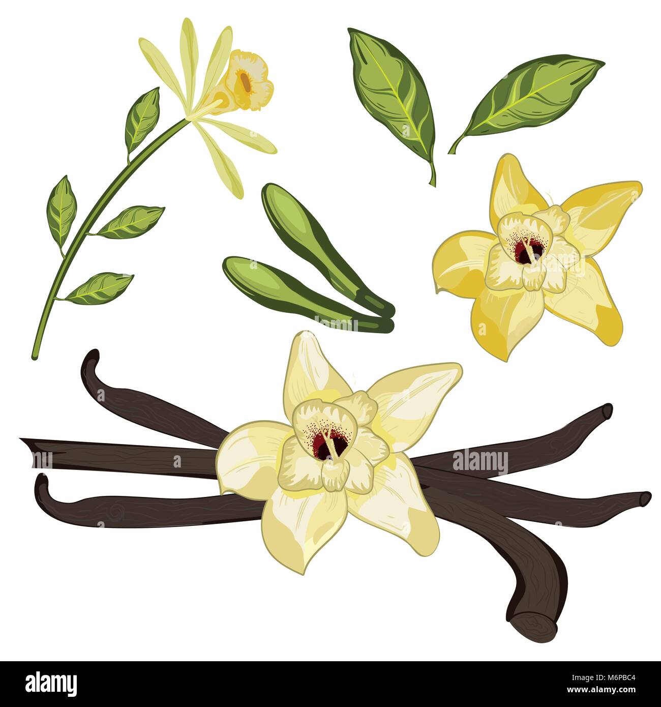 Vettore vaniglia con foglia e fiore Illustrazione Vettoriale