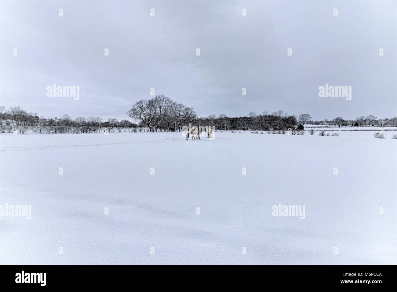 Un mare e uno stallone, in piedi nel mezzo di una coperta di neve campo durante il meteo fenomeno chiamato la Bestia da est, in marzo. Foto Stock