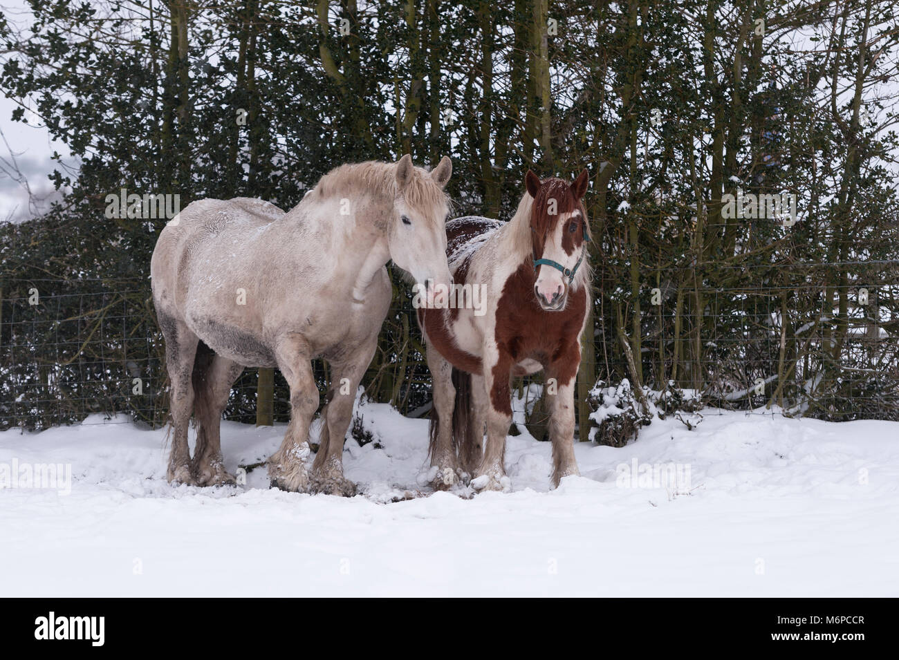 Un mare e uno stallone, stand da alberi per cercare di ottenere qualche rifugio dalla neve blizzard, come la bestia da est soffia attraverso l. Foto Stock